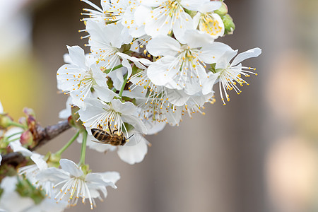 樱花上的蜜蜂 春花背景 樱桃流蜂巢花瓣花园枝条太阳蜂蜜花粉昆虫公园植物群图片