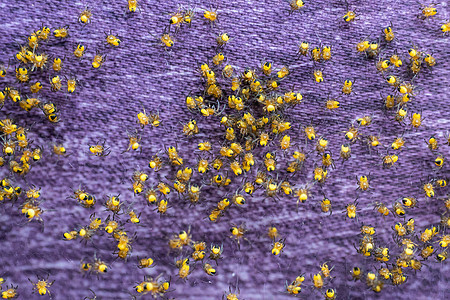新生蜘蛛的殖民地 一捆亚拉尼乌斯二头目蜘蛛栅栏花园捕食者团体黄色紫色野生动物绿色网络荒野图片