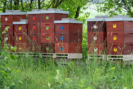 木蜂巢 自然界的蜜蜂巢 养蜂的概念细胞盒子爱好梳子生态蜜蜂蜂窝蜂箱晴天动物图片
