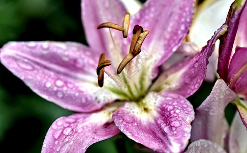 粉红百合 有滴雨 柔软的焦点投标脆弱性宏观植物群叶子水滴花园植物紫色花瓣图片