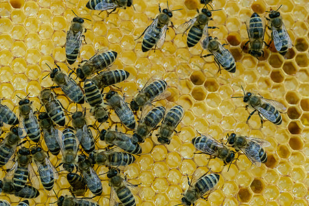 满是蜜蜂的蜂窝 养蜂概念 蜂巢中的蜜蜂麻疹六边形梳子昆虫农场框架金子幼虫殖民地蜂蜜图片