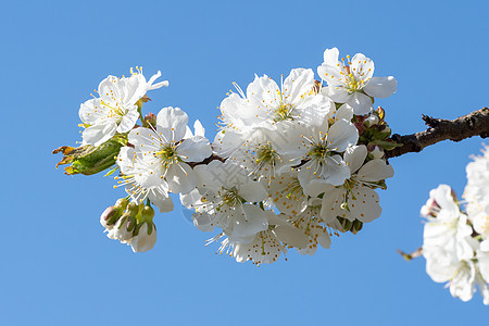 春花樱花树花花和蓝天空花朵美丽叶子绿色公园花瓣蓝色季节花园天空图片