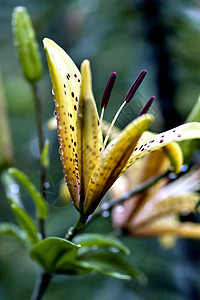 在花瓣上撒着雨滴的 黄虎百合生活老虎百合植物群图片