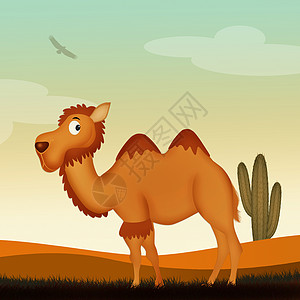 沙漠中的骆驼动物绿洲荒野插图日落单峰干旱哺乳动物卡通片驼峰图片