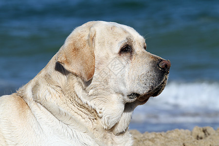 甜蜜的黄黄色拉布拉多 在海洋肖像上演奏波浪白色猎犬晴天黄色宠物海滨太阳朋友天空图片
