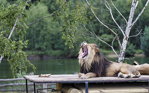 在车顶咆哮的狮子国家危险哺乳动物鬃毛男性毛皮舌头猫科公园头发图片