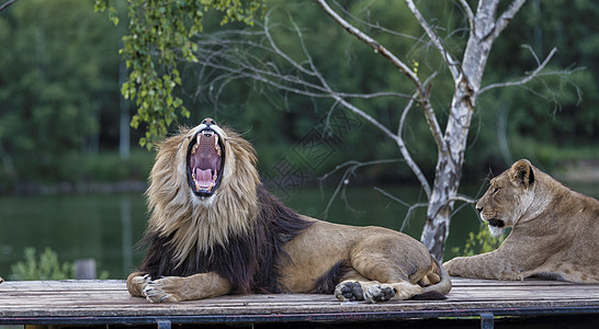 在车顶咆哮的狮子公园力量猎人毛皮男性荒野危险牙齿猫科动物图片