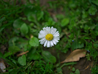 春春青草地的花朵开花背景图片