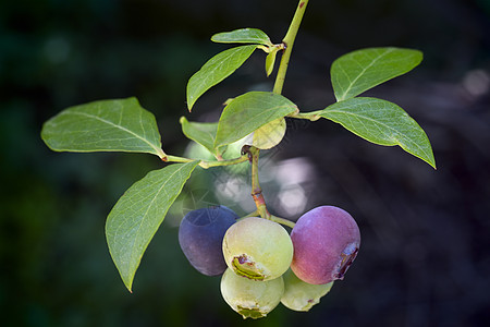蓝莓水果食物覆盆子饮食营养叶子采摘收成农业花朵浆果图片