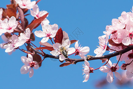 粉红樱花上的蜜蜂 春花背景的斑块上枝条天空季节樱花阳光宏观花园花粉叶子太阳图片
