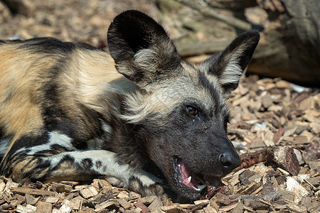 野狗李卡翁象形犬躺下猎人濒危野生动物公园荒野哺乳动物捕食者动物食肉耳朵图片