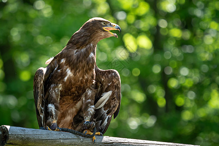 草原鹰是一只猎物鸟图片