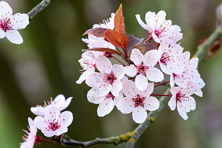 春樱花 粉红花季节公园叶子花朵花瓣植物群粉色花园植物图片