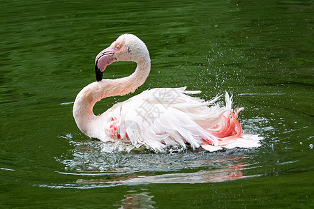 粉红火烈鸟(玫瑰)洗澡图片