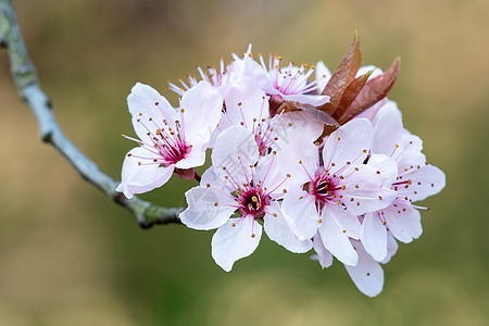 春樱花 粉红花花朵植物群叶子公园花园粉色植物花瓣季节图片