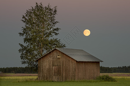 农场的仓库 树边有满月阴霾月亮场地树木谷仓绿色农田桦木天空建筑图片