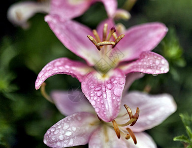 粉红百合 有滴雨 柔软的焦点脆弱性紫色水滴叶子花瓣植物花园植物群投标宏观图片