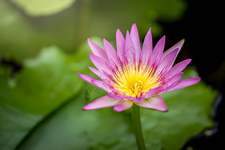 用于插图的莲花花背景图片