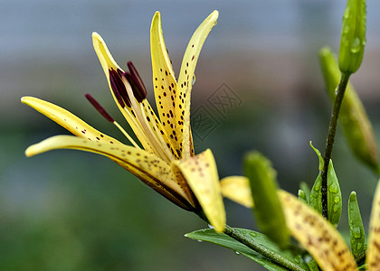 在花瓣上撒着雨滴的 黄虎百合百合生活植物群老虎图片