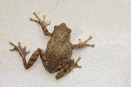 青蛙 聚合体脂质税和雄性雄性动物的图像动物群野生动物俘虏木头两栖灌木水螅环境哺乳动物苔藓图片