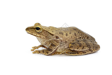 青蛙 聚合体脂质税和雄性雄性动物的图像俘虏脊椎动物水螅粮食动物群荒野两栖眼睛环境野生动物图片