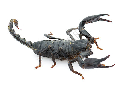 皇帝蝎子在白色背面的图像沙漠生物野生动物荒野毒液异形漏洞尾巴帝王危险图片