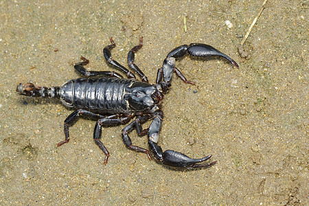 皇帝蝎子潘迪纳斯引爆者在地面的图像防御荒野生物毒液帝王捕食者漏洞爪子危险异形图片