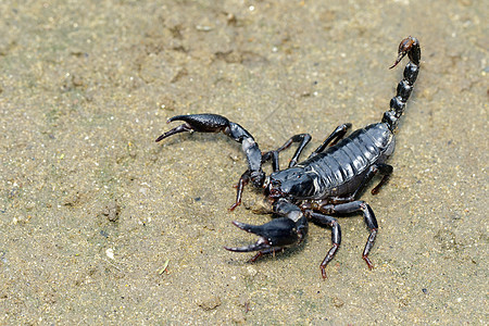皇帝蝎子潘迪纳斯引爆者在地面的图像生物宏观动物热带毒液漏洞异形爪子昆虫捕食者图片