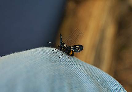 黑蝴蝶穿着牛仔裤站在腿上站着背景图片