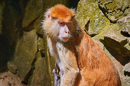 帕塔斯猴子肖像哺乳动物灵长类荒野野生动物动物群动物图片