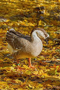 Swan Goose 安纳塞尔 塞格诺伊德斯观鸟雁雁羽毛季节大鹅动物阶段鸟类水禽黄叶图片