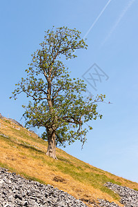 Y区Conistone村周围农村的景象土地国家场地爬坡丘陵英语石头蓝色岩石山谷图片