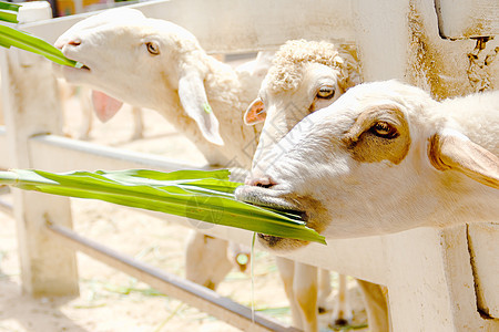特写吃草的白羊羊肉哺乳动物乡村动物山羊白色场地羊毛农场家畜图片