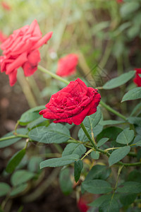 花园里的玫瑰花粉色玫瑰花瓣日光情人植物群绿色树叶图片