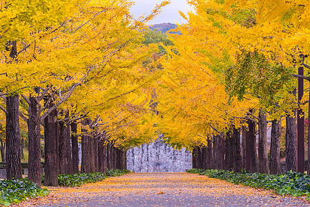 Ginkgo 路城市叶子树木森林万代树叶旅行大街环境花园图片