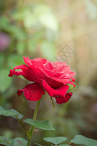 花园里的玫瑰花情人绿色玫瑰花瓣日光粉色植物群树叶图片