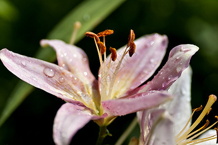 粉红百合 有滴雨 柔软的焦点花园植物群花瓣投标水滴叶子脆弱性植物宏观雨滴图片