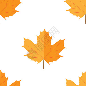 无缝模式 秋黄假静脉植物框架山灰橡子公园叶子落叶风格季节图片