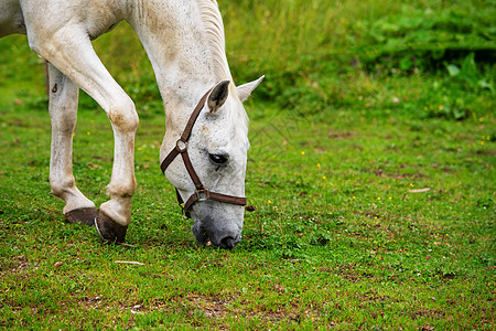 白利比桑马在稳定地放牧秀马情绪速度运动动物力量农场牧场马力哺乳动物图片