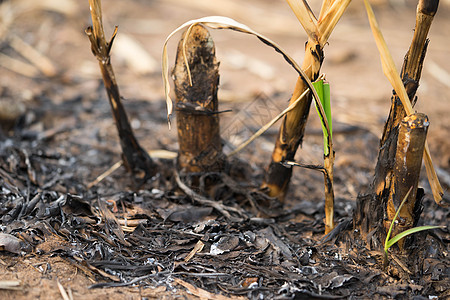 农民焚烧后种植的甘蔗糖堆积如火图片