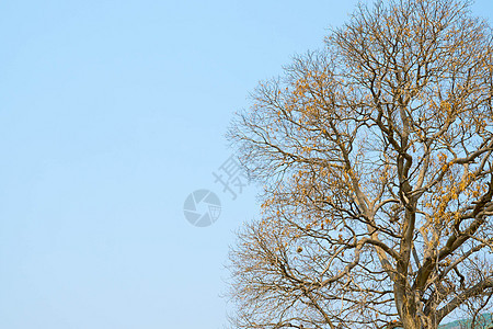 枯树的枝叶说明干旱 笑声天空季节性公园白色风景木头季节植物叶子环境图片