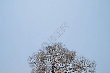 枯树的枝叶说明干旱 笑声风景白色植物木头公园天空叶子黑色季节森林图片