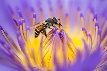 近距离蜂蜜寻找蜂蜜 从花莲露面紫色和呼声的蜂蜜热带叶子宏观花粉昆虫荷花植物植物群花园蜜蜂图片