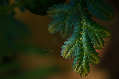 蓝色和金色蕨类植物特写只在丰富的森林中发现 纳特黑色植物群荒野丛林阳光环境宏观美丽热带衬套图片