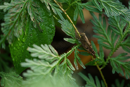 蓝色和金色蕨类植物特写只在丰富的森林中发现 纳特叶子黑色森林丛林绿色植物群植物学树叶花园荒野图片