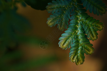 蓝色和金色蕨类植物特写只在丰富的森林中发现 纳特花园植物群黑色荒野热带环境生长植物学公园森林图片