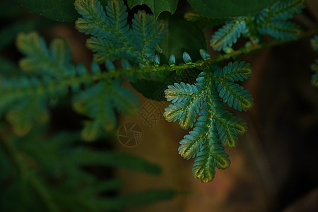 蓝色和金色蕨类植物特写只在丰富的森林中发现 纳特荒野植物群丛林森林植物学美丽树叶生长热带季节图片