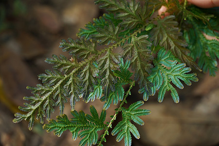 蓝色和金色蕨类植物特写只在丰富的森林中发现 纳特花园树叶宏观荒野丛林衬套植物群季节生长阳光图片