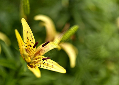 在花瓣上撒着雨滴的 黄虎百合植物群老虎生活百合图片