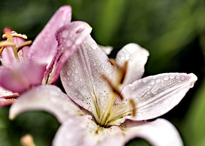 粉红百合 有滴雨 柔软的焦点紫色雨滴叶子投标花瓣植物脆弱性宏观花园植物群图片